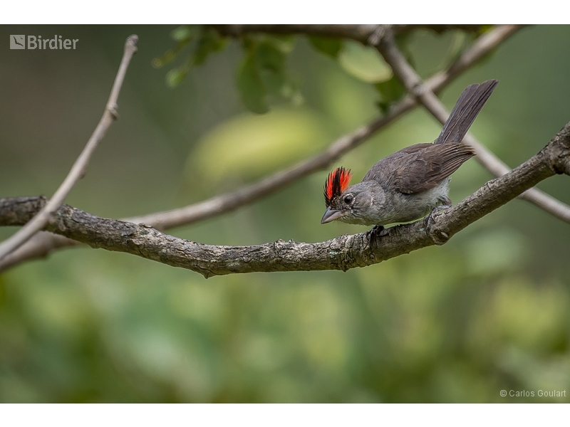 Grey Pileated Finch