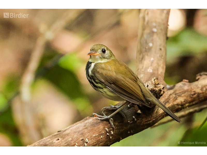 Southern Antpipit