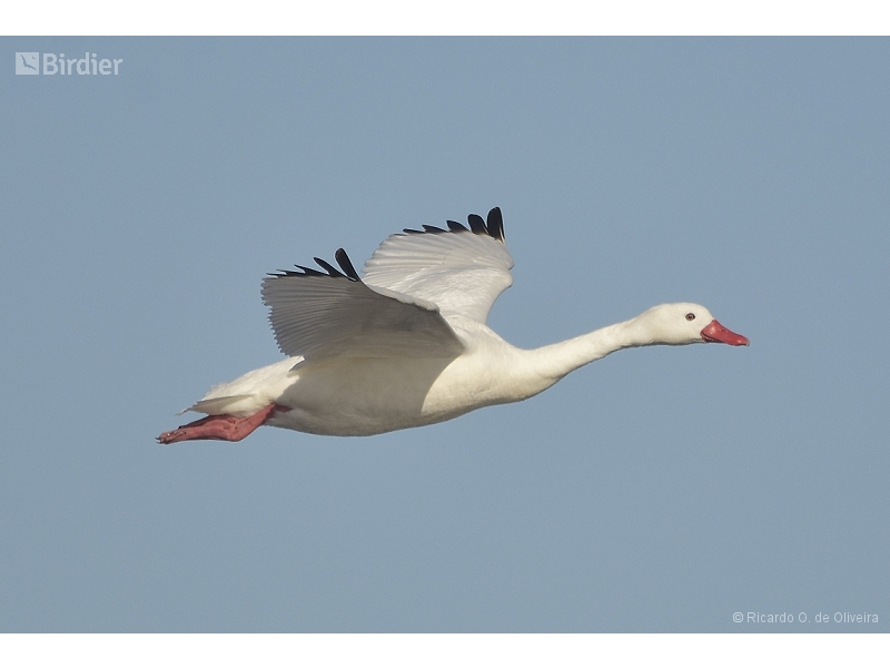 Coscoroba Swan