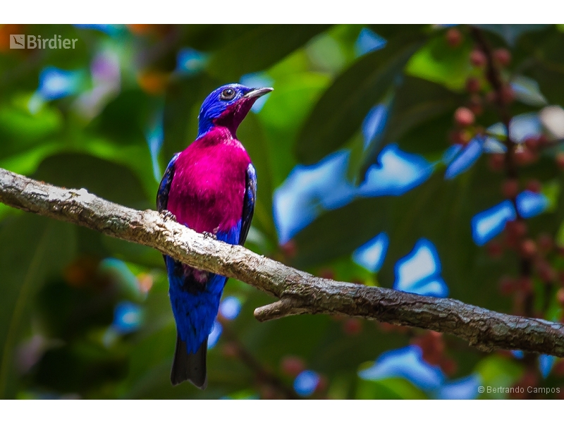 Purple-breasted Cotinga