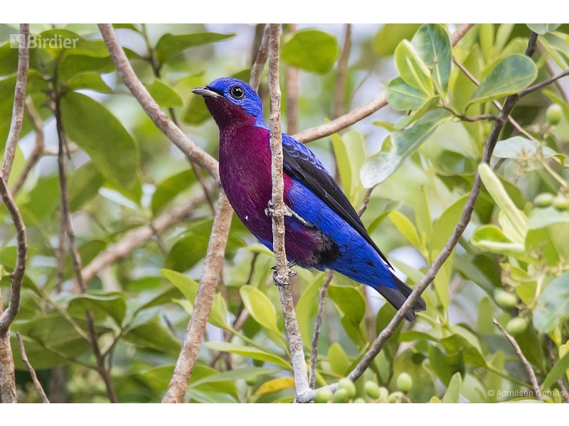 Purple-breasted Cotinga