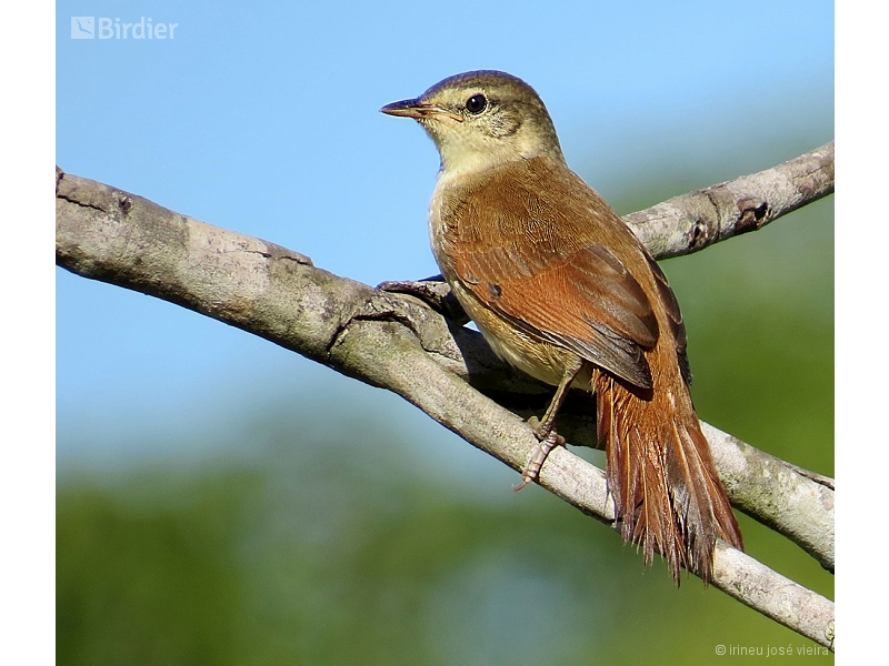 Rusty-backed Spinetail