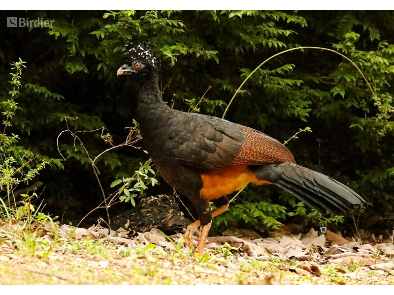 Red-billed Curassow