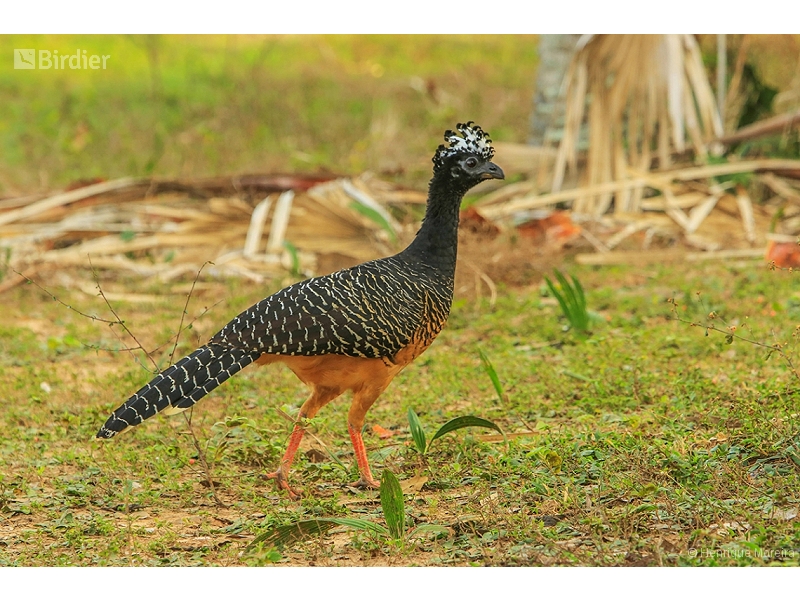 Bare-faced Curassow