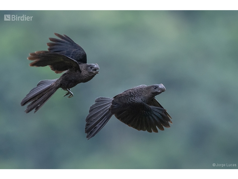 Smooth-billed Ani