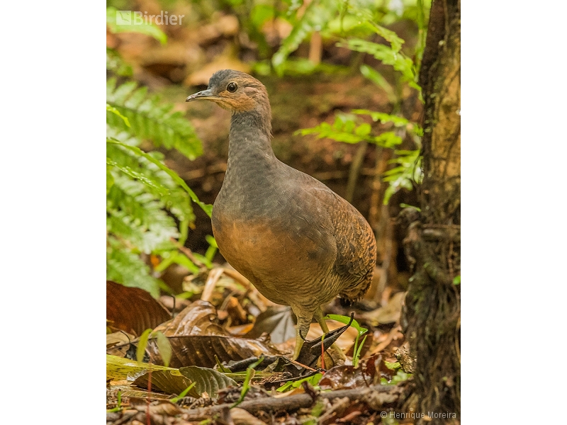 Yellow-legged Tinamou