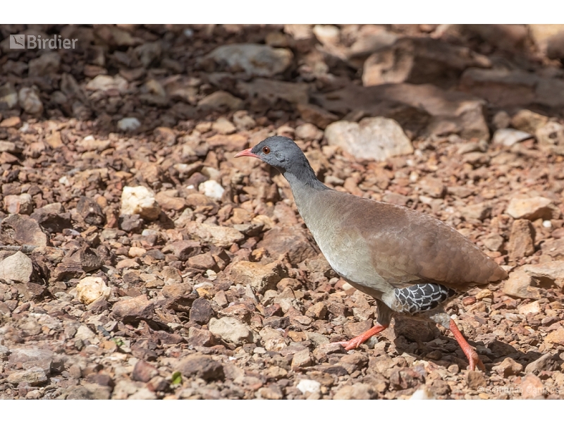 Small-billed Tinamou