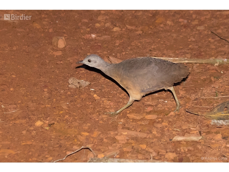 Little Tinamou