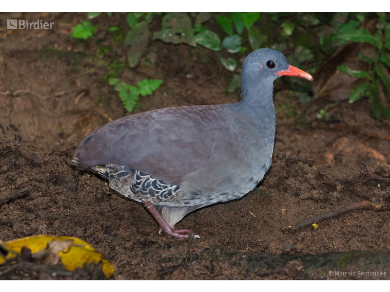 Tataupa Tinamou