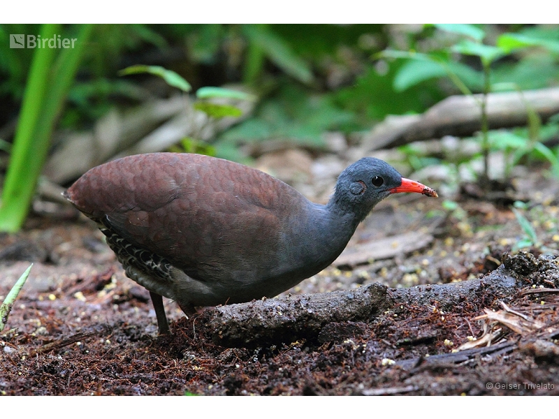 Tataupa Tinamou