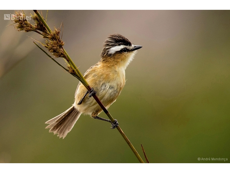 Sharp-tailed Grass Tyrant