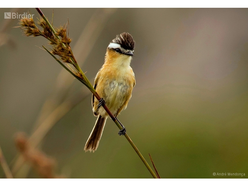Sharp-tailed Grass Tyrant