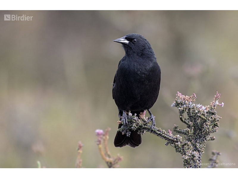 Austral Blackbird