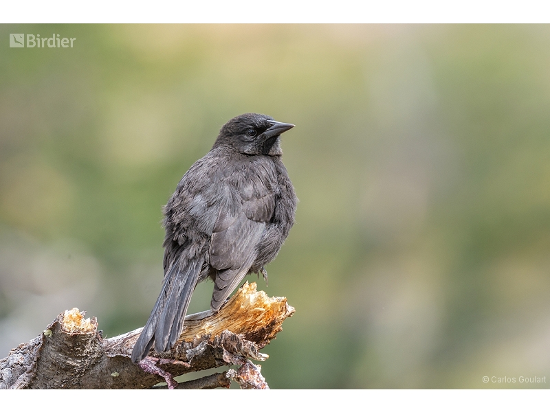 Austral Blackbird