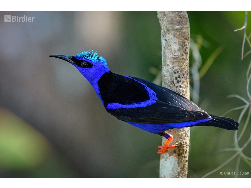 Red-legged Honeycreeper