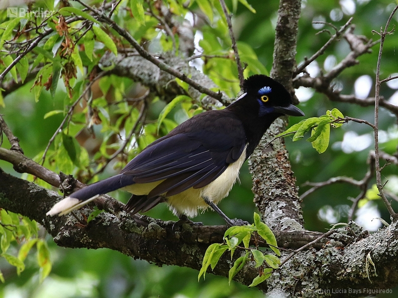 Plush-crested Jay