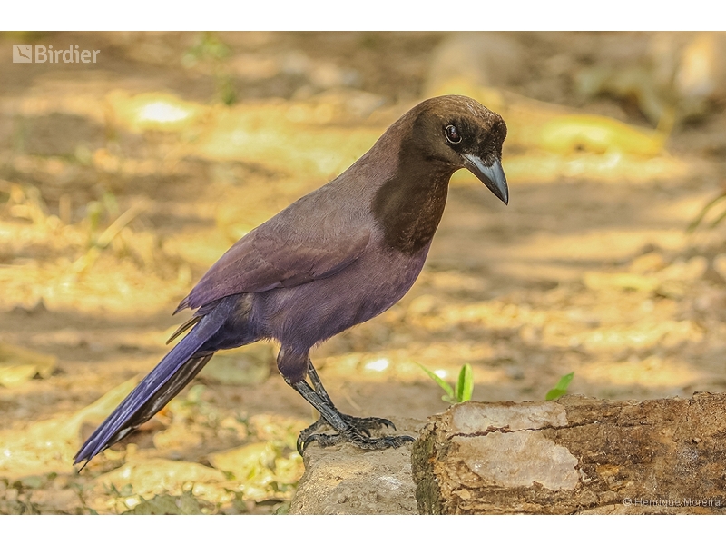 Purplish Jay