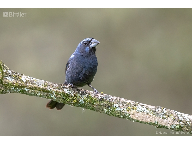 Ultramarine Grosbeak