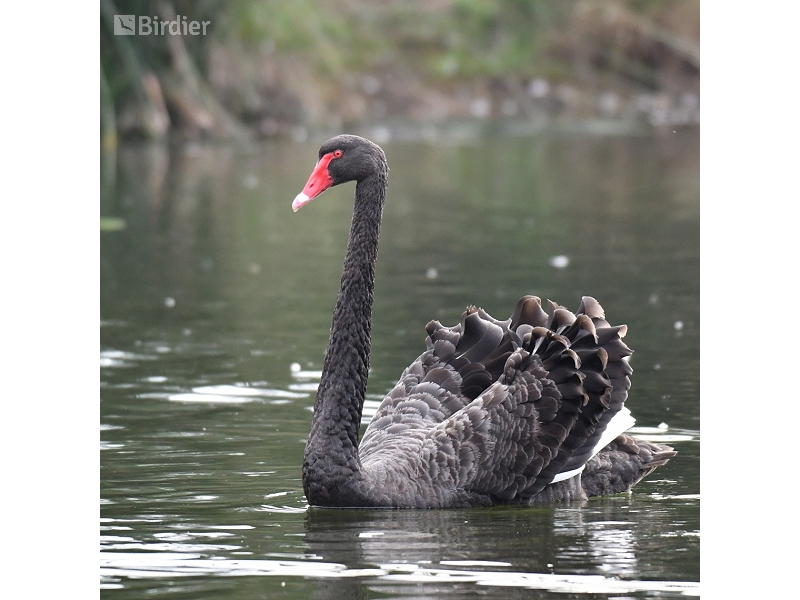 Black Swan