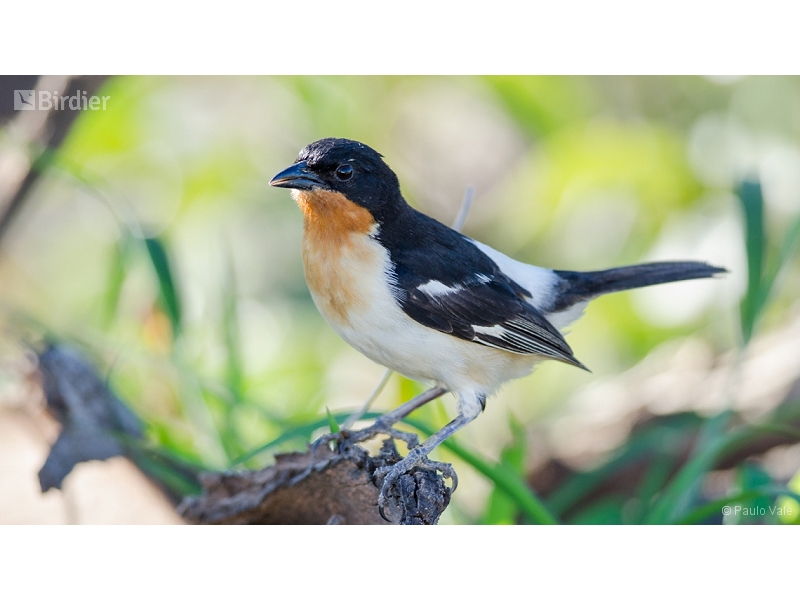 White-rumped Tanager