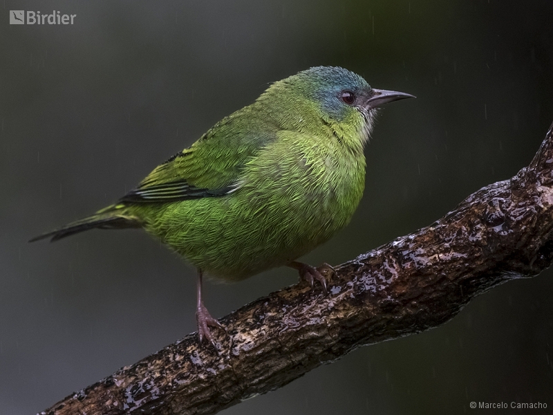 Blue Dacnis