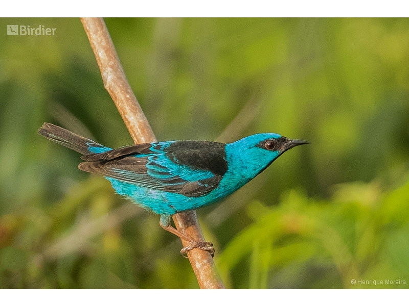 Blue Dacnis