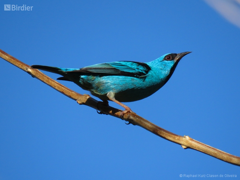 Blue Dacnis
