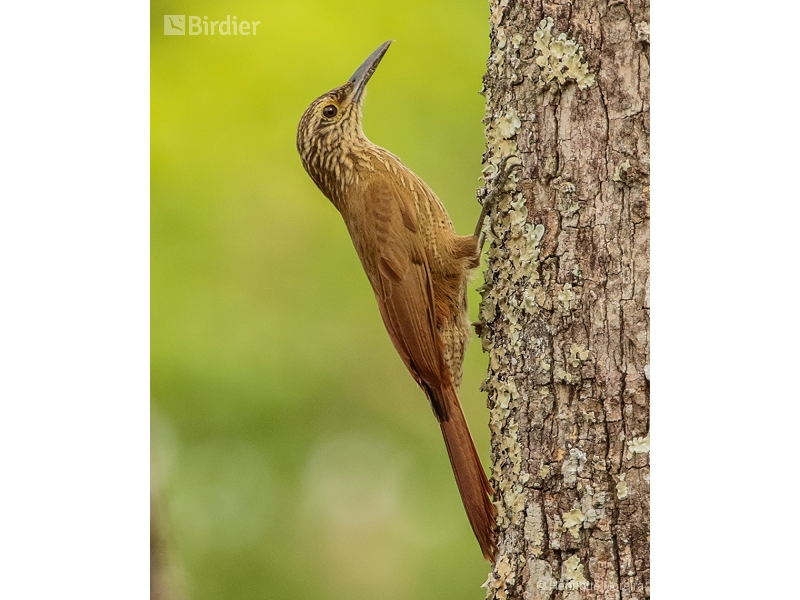 Planalto Woodcreeper