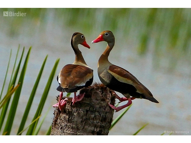Black-bellied Whistling Duck