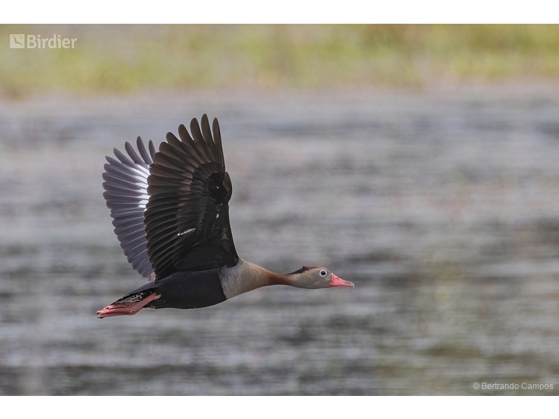 Black-bellied Whistling Duck