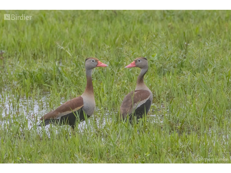 Black-bellied Whistling Duck
