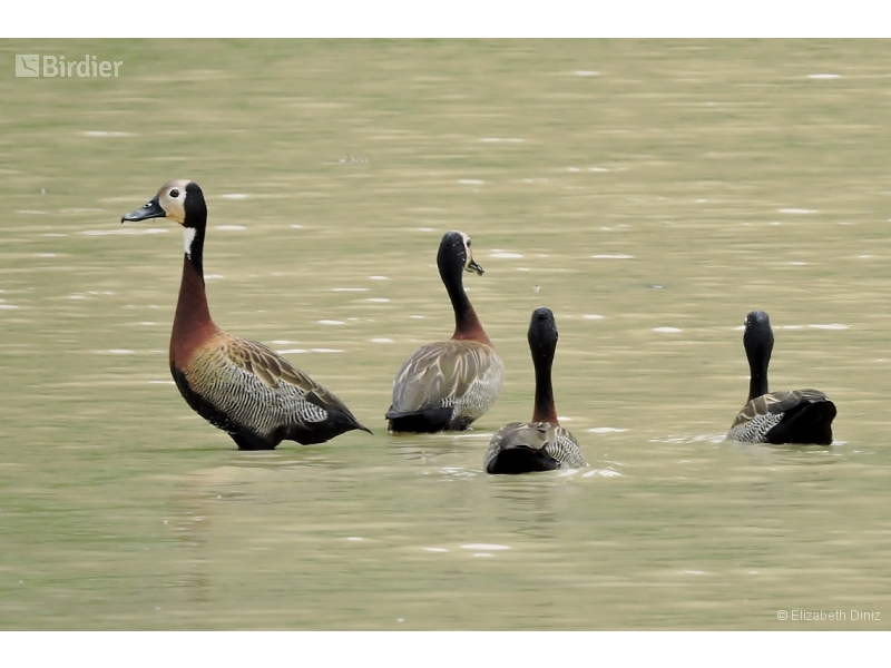 White-faced Whistling Duck