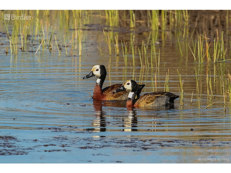 White-faced Whistling Duck
