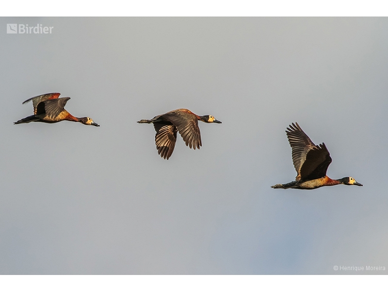 White-faced Whistling Duck
