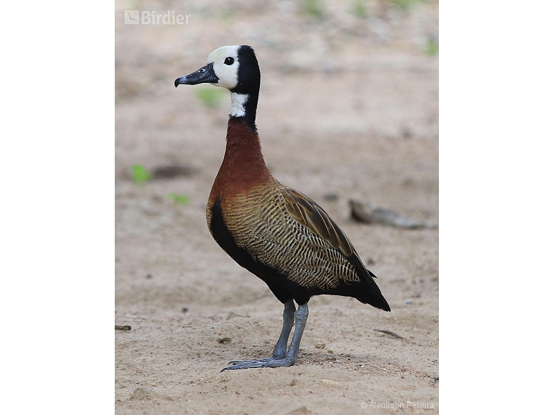 White-faced Whistling Duck