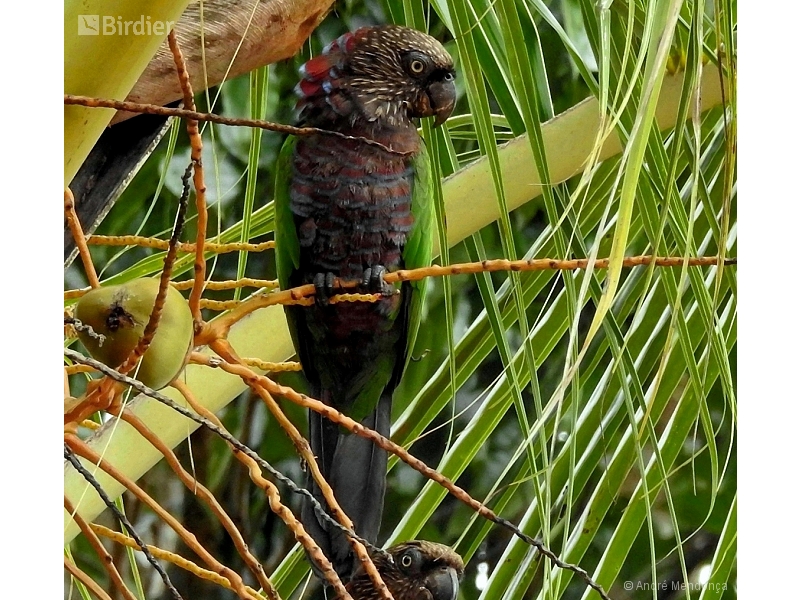 Red-fan Parrot