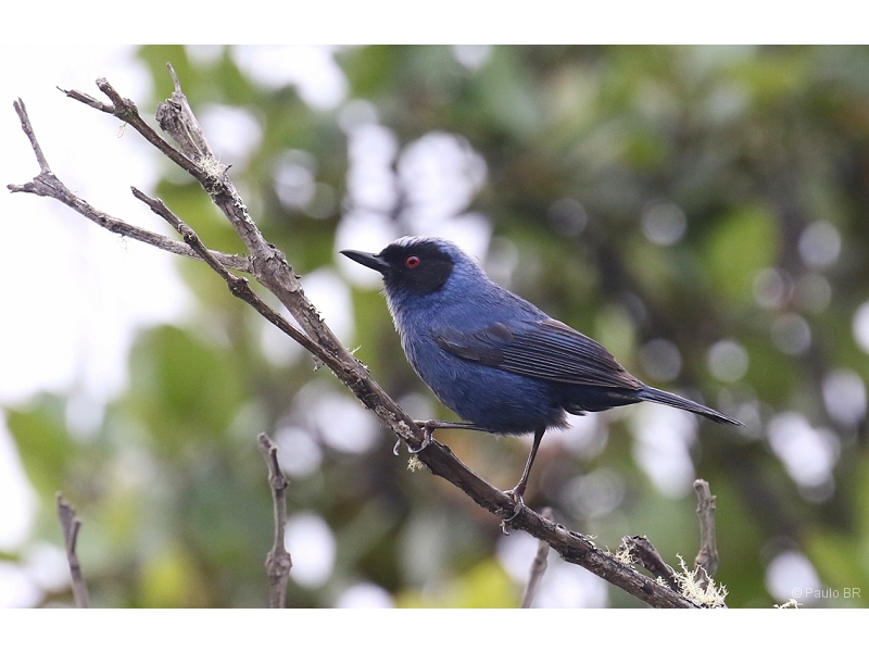 Masked Flowerpiercer