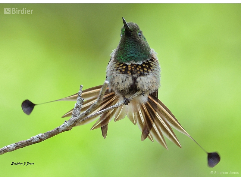 Racket-tipped Thorntail