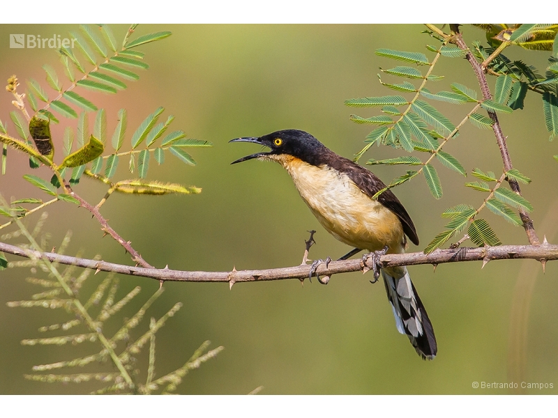 Black-capped Donacobius