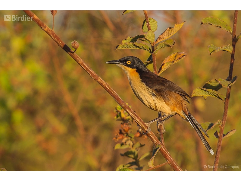 Black-capped Donacobius