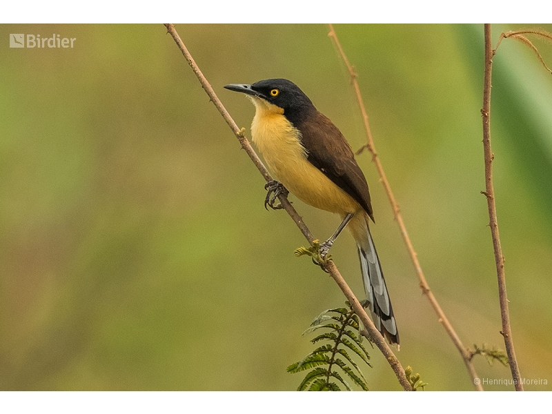 Black-capped Donacobius