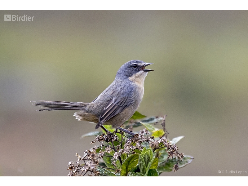 Long-tailed Reed Finch