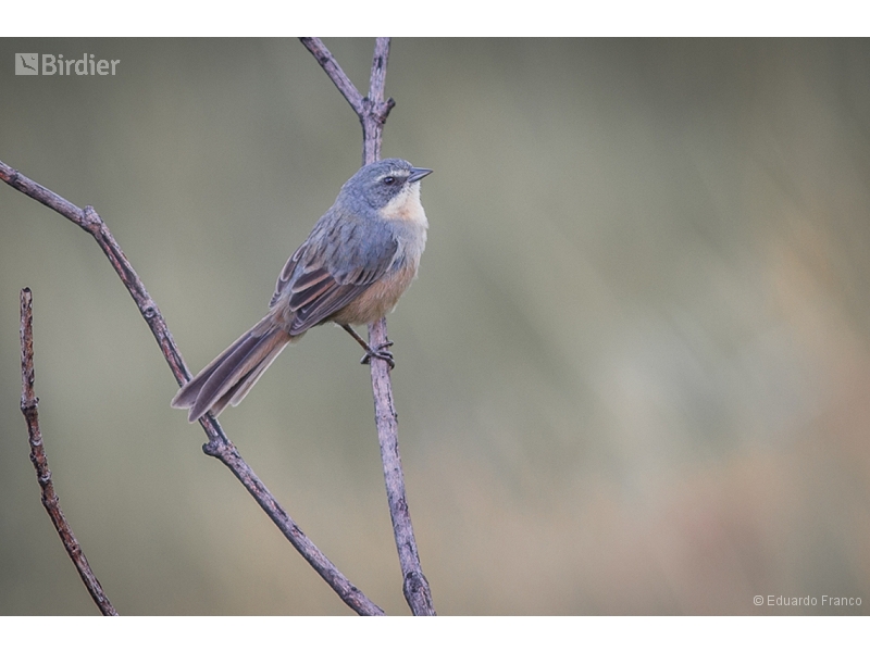 Long-tailed Reed Finch
