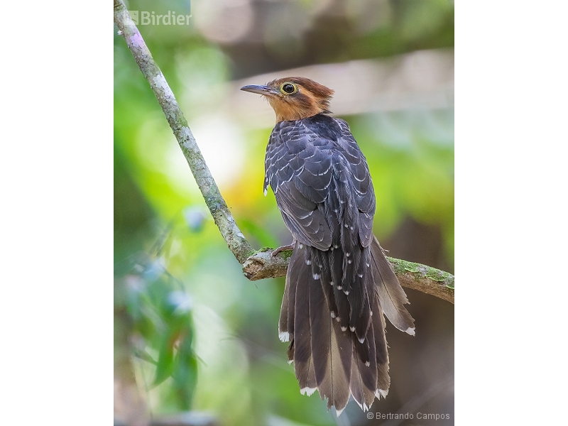 Pavonine Cuckoo