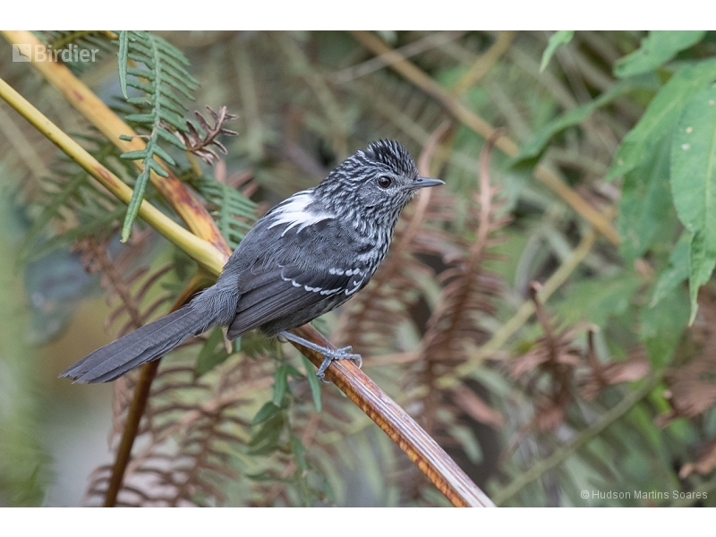 Dusky-tailed Antbird