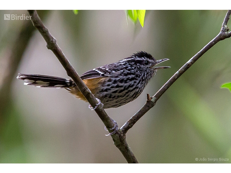 Ochre-rumped Antbird