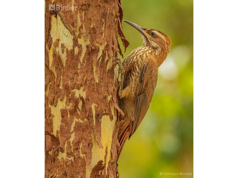 Scimitar-billed Woodcreeper
