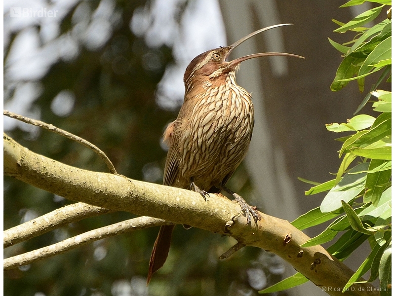 Scimitar-billed Woodcreeper