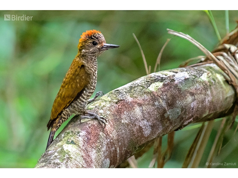 Yellow-eared Woodpecker