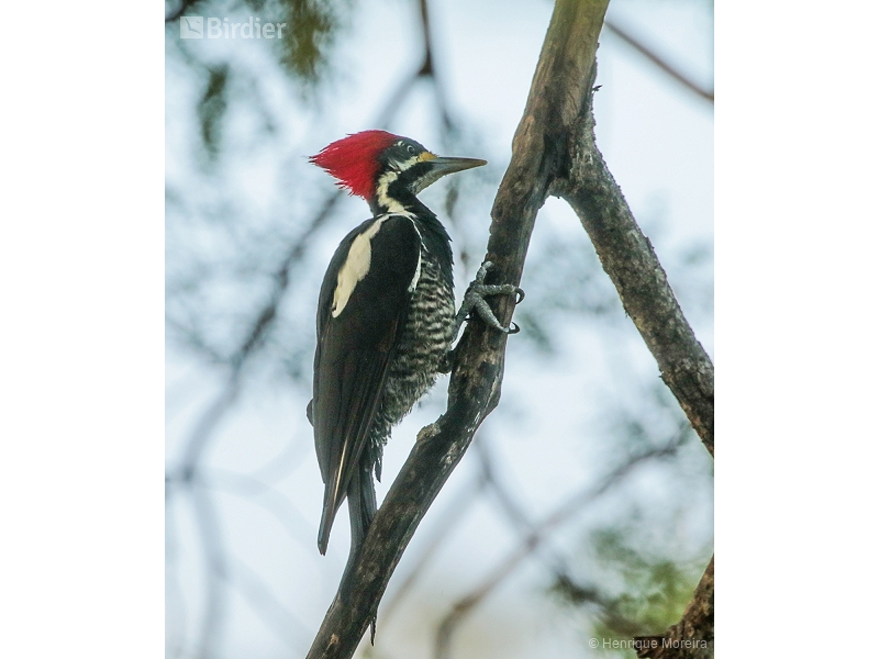 Lineated Woodpecker